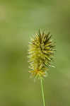 Manyflower flatsedge